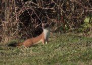 Stoat 5