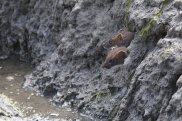 Stoats