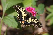 Swallowtail 2