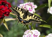 Swallowtail