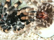 Mexican Redknee Tarantula