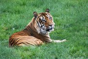 Tiger 2