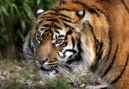 Tiger 3