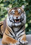 Tiger 4