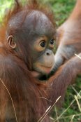 Orangutan - Young