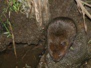Water Vole