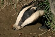 Badgers