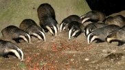 Badgers 2