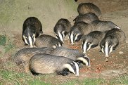 Badgers 3