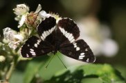 White Admiral