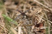 White Faced Darter