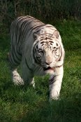 White Tiger