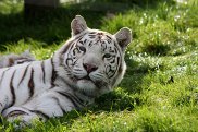 White Tiger 2