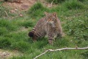 Wild Cat
