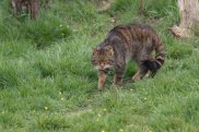 Wildcat 2