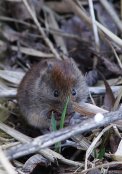 Bank Vole 2