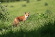 Young Fox
