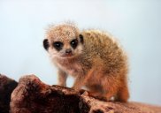 Young Meerkat