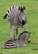 Zebras